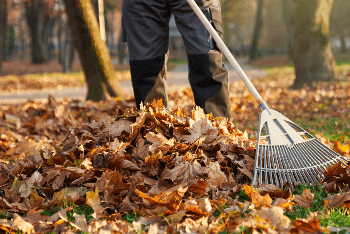 Leaf Removal in Mishawaka project 3