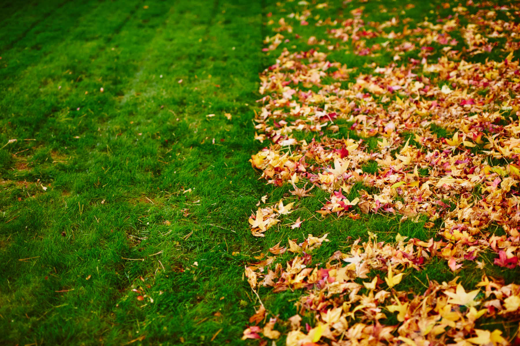 Leaf Removal in Mishawaka project 6